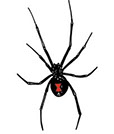 Pest Solutions Plus - Spiders