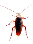 Pest Solutions Plus - Cockroaches