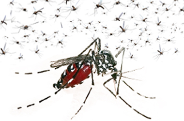 Pest Solutions Plus - Mosquito Misting