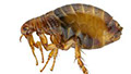 Pest Solutions Plus - Fleas