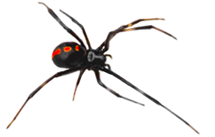 Pest Solutions Plus - Spider 1