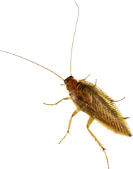 Pest Solutions Plus - Roach 3