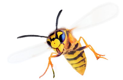 Pest Solutions Plus - Wasp1