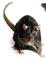 Pest Solutions Plus - Rodents