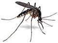 Pest Solutions Plus - Mosquitoes